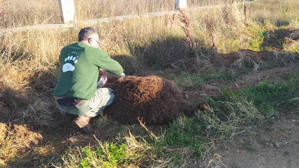 Αρκούδα 250 κιλών νεκρή σε τροχαίο στην Μεσοποταμία Καστοριάς